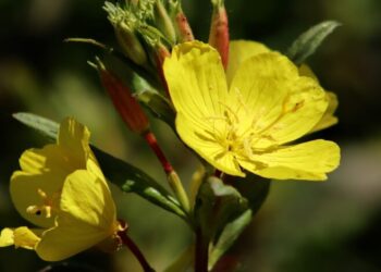 Kulağı ezanda olan çiçek: Ezan çiçeği