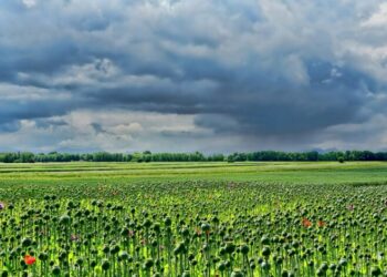 Canlılar Alemindeki Hassas Denge