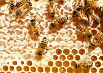 Canlıları Güdüleyen ya da Dürten Güç! “İÇGÜDÜ/DÜRTÜ”