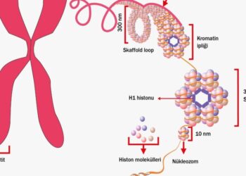 Genetik Yapının Temelini Teşkil Eden Moleküller