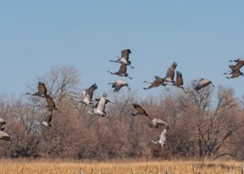 Kuş Göçlerindeki Rahmani Tasarruflar