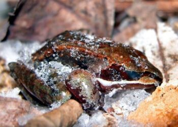 Soğuğa karşı canlılarda korunma mekanizması.
