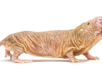 Çıplak Kör Fare (Heterocephalus glaber)’Lerin Gizemli Hayatı