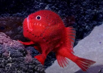 Okyanusun Dibindeki Ayaklı Balık Niçin Yürüyor?