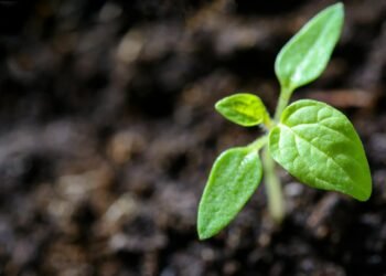 Sanatkârımızı Tanımak